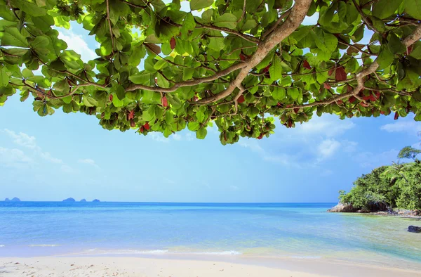 Plaża z tropikalnych drzew, Wyspa. Tajlandia. Wyspa Koh Samui. — Zdjęcie stockowe