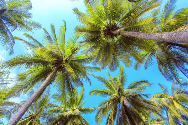 Palmboom met zonnige dag. Thailand. Koh Samui eiland. — Stockfoto