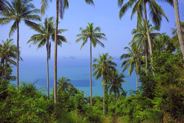 Palmiye ağacı güneşli gün ile. Orman Tayland. Koh Samui Adası.
