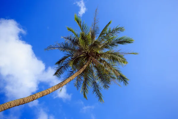 Lonely palm tree on sky background. Royalty Free Stock Images