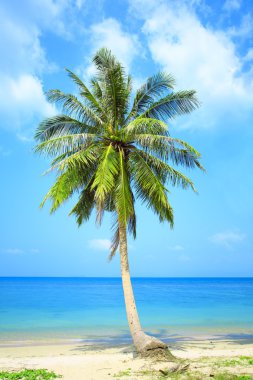 Palmiye ağacı güneşli gün ile. Tayland. Koh Samui Adası.