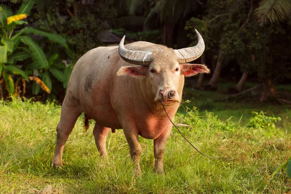 Rosa vattenbuffel i Thailand Koh Samui island — Stockfoto
