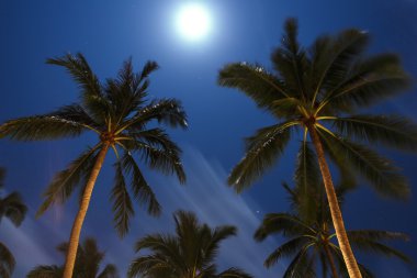 Palmiye ağacı içinde derin gece. Tayland. Koh Samui Adası.