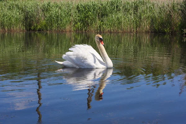 Cisne flotando en el río de Ucrania . —  Fotos de Stock