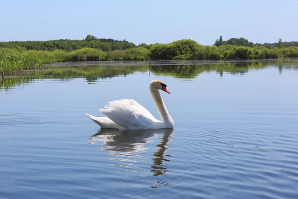 Cisne flotando en el río de Ucrania . —  Fotos de Stock