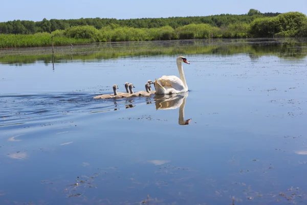 Cisne flotando en el río de Ucrania . —  Fotos de Stock