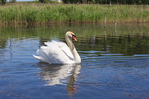 Swan floating in the river of Ukraine. — Stock Photo, Image