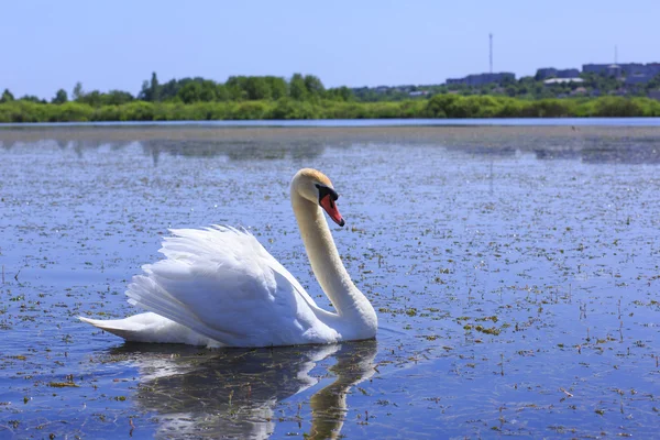 Swan floating in the river. — Stock Photo, Image