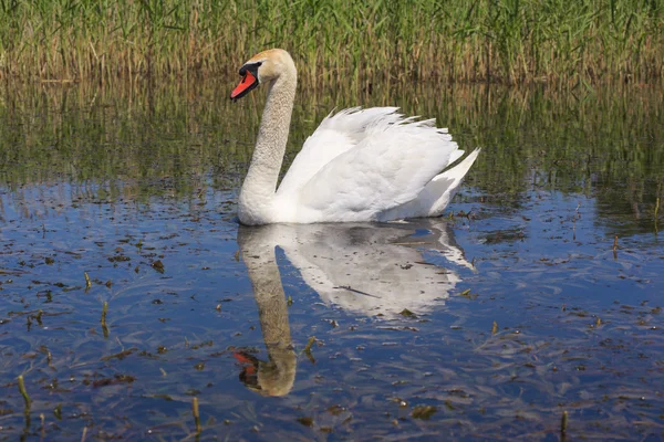 Swan floating in the river. — Stock Photo, Image