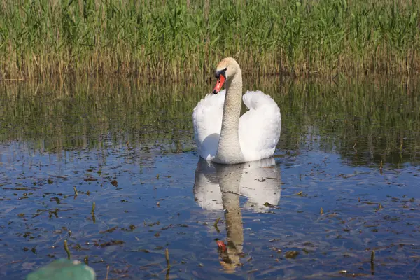 Swan плавает в реке . — стоковое фото