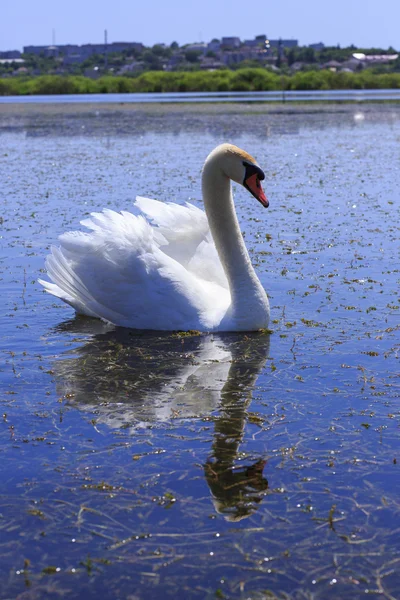 Swan floating in the river. — Stock Photo, Image