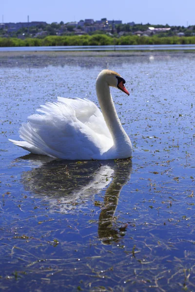 Swan floating in the river. — Stock Photo, Image