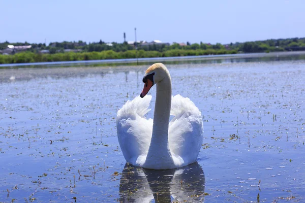 Swan floating in the river. — Stock Photo, Image