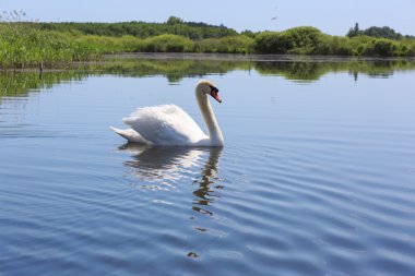Kiev nehir liman bölgesi yüzen kuğu. Hiking
