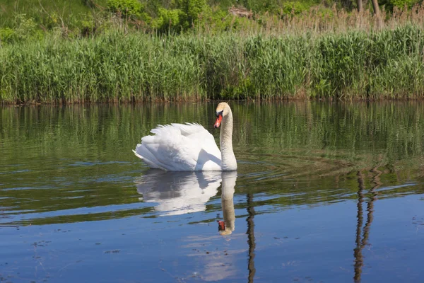 Cisne flotando en el río Roska Ucrania —  Fotos de Stock
