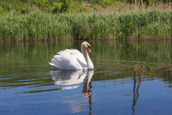 Cisne flotando en el río Roska Ucrania —  Fotos de Stock