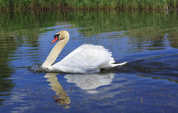 Swan floating in the river Roska region of Kyiv. Hiking — Stock Photo, Image