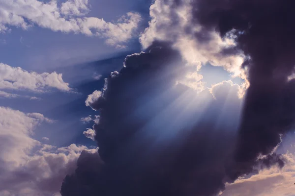 Palmiye ağacı güneşli gün ile. Koh Samui. Taling Ngam Beach