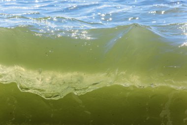 Palmiye ağacı güneşli gün ile. Koh Samui. Taling Ngam Beach