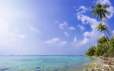 Palmiye ağacı güneşli gün ile. Koh Samui. Taling Ngam Beach