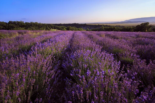 Palmiye ağacı güneşli gün ile. Koh Samui. Taling Ngam Beach