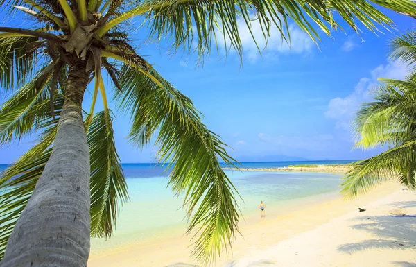 Tropikal Beach Ban Tai dalları palm ile görünüm.