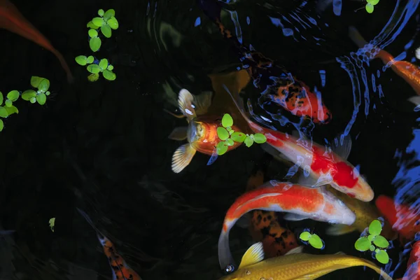 Peces dorados en el acuario. Tailandia Isla de Koh Samui — Foto de Stock