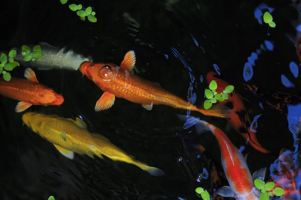 Goldfische im Aquarium. thailand koh samui island — Stockfoto