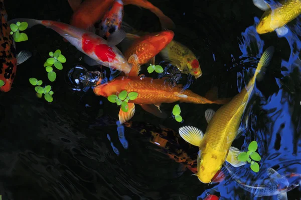 Peixe dourado no aquário. Tailândia Koh Samui ilha — Fotografia de Stock