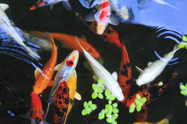 Peixe dourado no aquário. Tailândia Koh Samui ilha — Fotografia de Stock