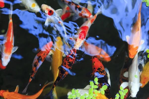 Goldfische im Aquarium. thailand koh samui island — Stockfoto