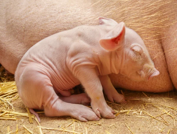 Domuzcuk anne arka plan üzerinde