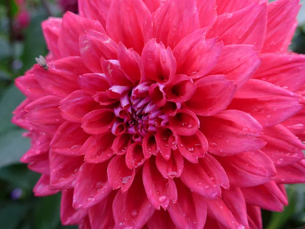 beautiful pink dahlia flower