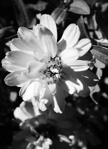 Back and white image of a flower