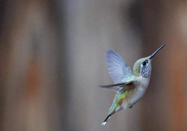 Isolated image of a hummingbird