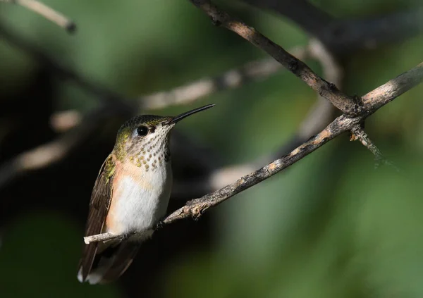 Isolated image of a hummingbird