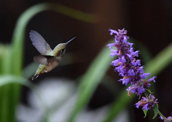 Isolated image of a hummingbird