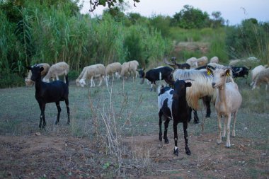 Keçiler ve koyunlar gün batımında tarlada yemek yiyor..