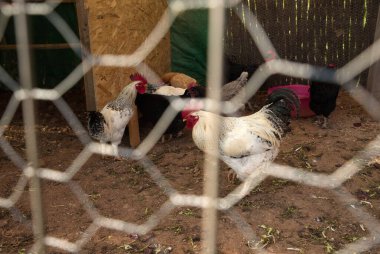 Çeşitli tavuk ve horozlarla dolu bir çiftlikte tavuk kümesi..