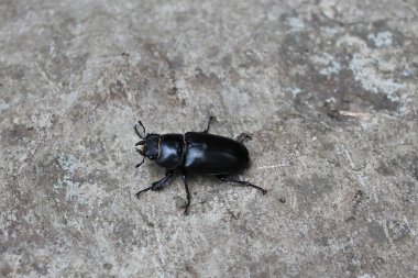 Beton yüzeyde sürünen büyük siyah böcek.