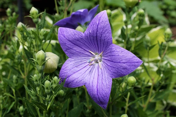 Flieder Campanula Blüht Sommer — Stockfoto