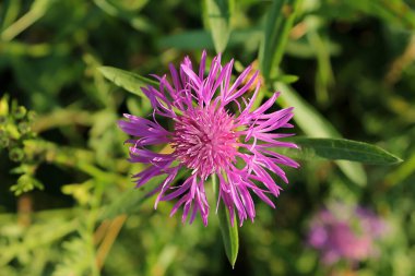 Yeşil arka planda bir çayırda benekli knapweed.