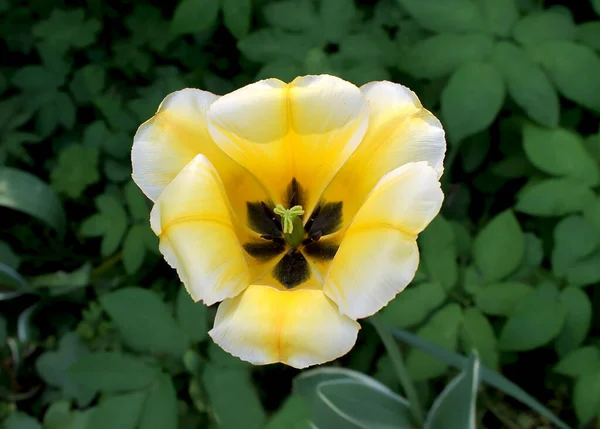 Une Tulipe Insolite Dans Jardin Botanique — Photo