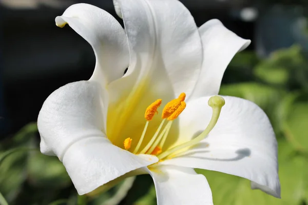Branco Grande Lírio Floresce Verão — Fotografia de Stock