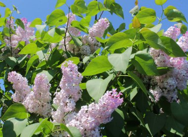 İlkbaharda açan leylak dalları