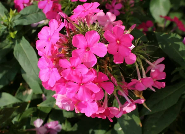 Roze Phlox Bloeide Een Bloembed Het Park — Stockfoto