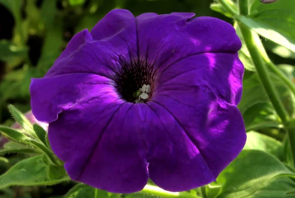 Фиолетовый Цветок Петунии Цветет Летнем Саду — стоковое фото