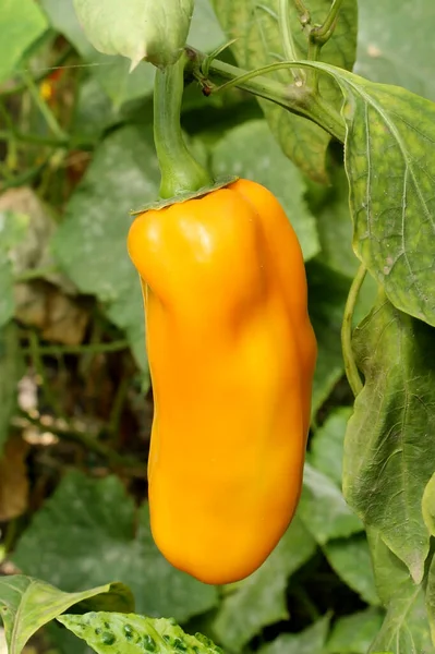 Gelbe Paprika Reift Einem Strauch Garten — Stockfoto