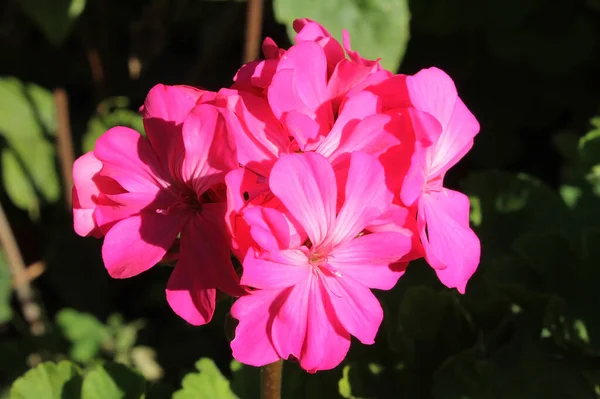 Pinkfarbene Geranien Blühen Garten — Stockfoto