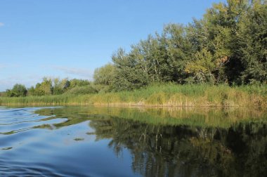 Volga 'da sazlıklar ve ağaçlarla dolu bir tekneden adaya manzara 